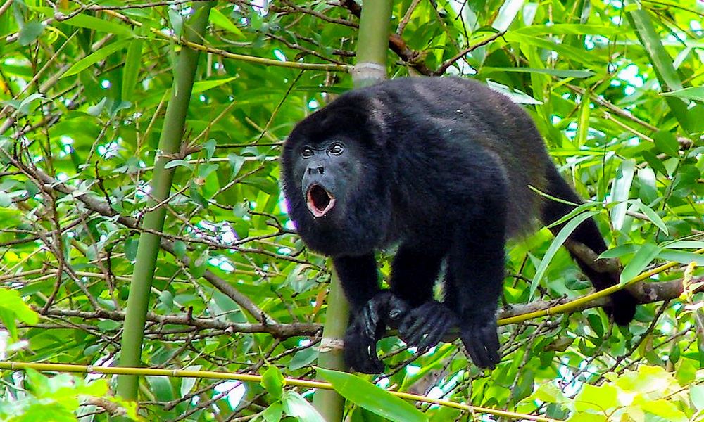 640901938291c637f1f6eef2_blog_header_shouldosa