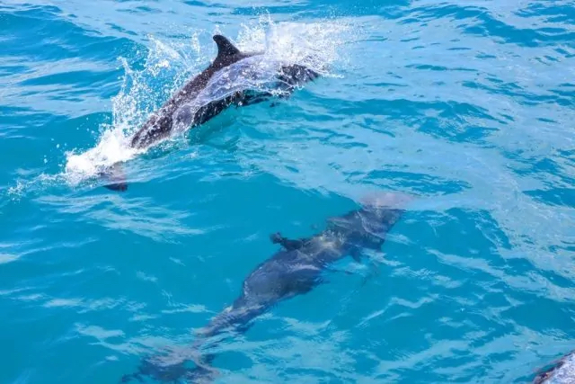 L2F-May-18-pic-Costa-Rica-Osa-Drake-Bay-bottlenose-dolphins-shutterstock_692861419-640x427